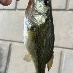 ラージマウスバス