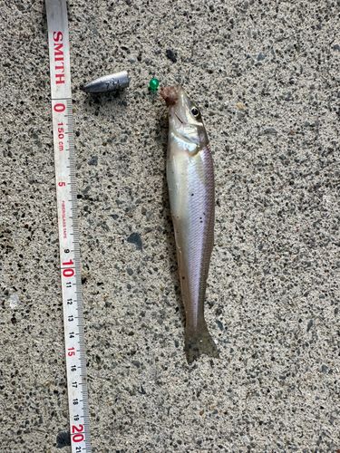 キスの釣果