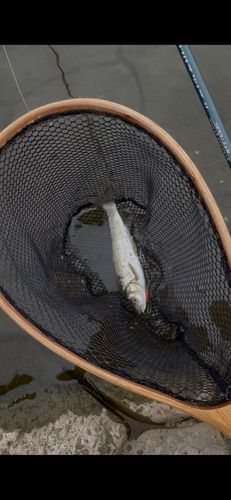 ウグイの釣果