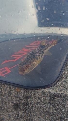 フグの釣果