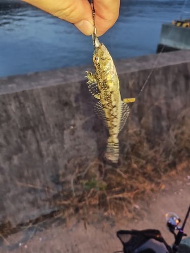 アナハゼの釣果