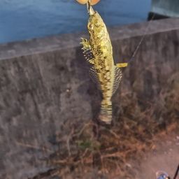 アナハゼ