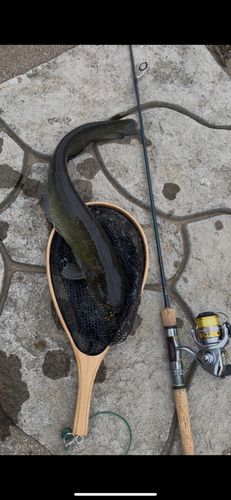 ニホンナマズの釣果