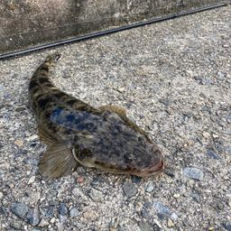 マゴチ