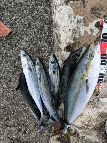 メジロの釣果