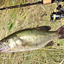 ラージマウスバス