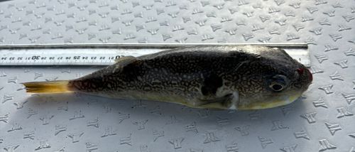 トラフグの釣果