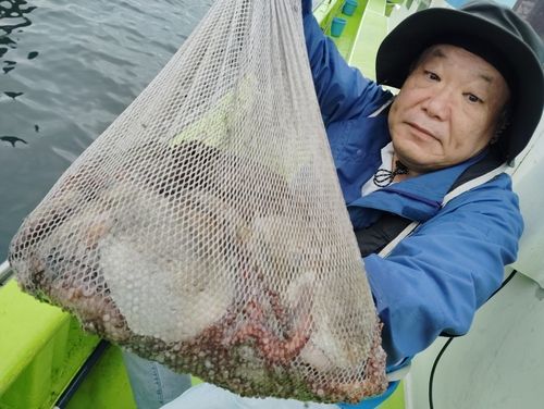 マダコの釣果