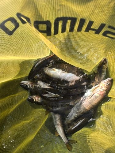 アユの釣果