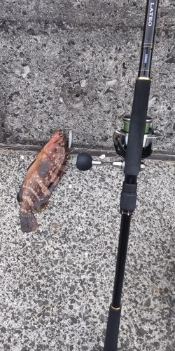 キジハタの釣果