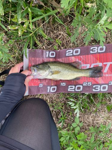 ラージマウスバスの釣果