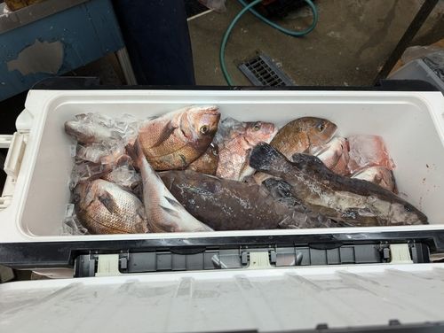 タイの釣果