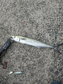 サゴシの釣果