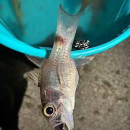 ウケグチイットウダイ