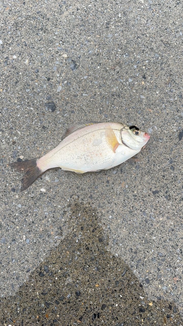 ウミタナゴ