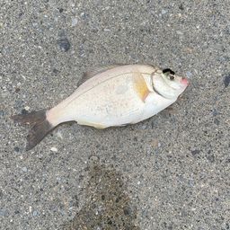 ウミタナゴ