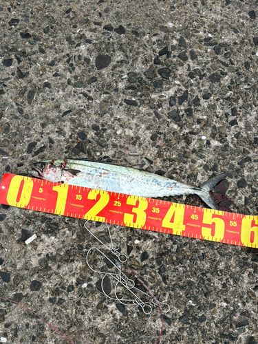 サゴシの釣果
