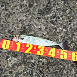 サゴシ