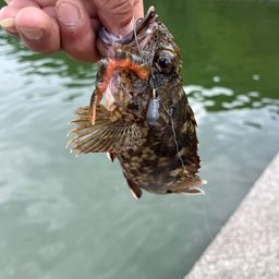 ガシラ