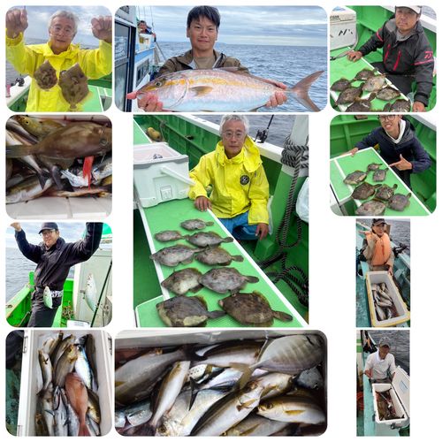 カンパチの釣果