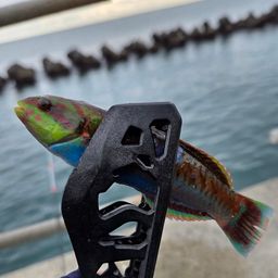 ベラ