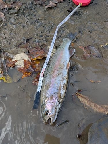 ニジマスの釣果