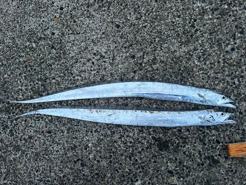 タチウオの釣果