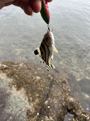 コトヒキの釣果