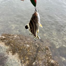 コトヒキ