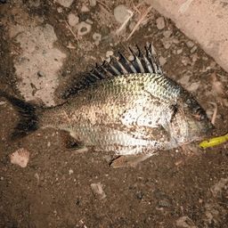 クロダイ