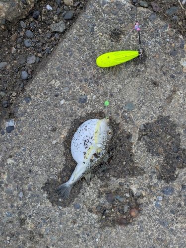 フグの釣果