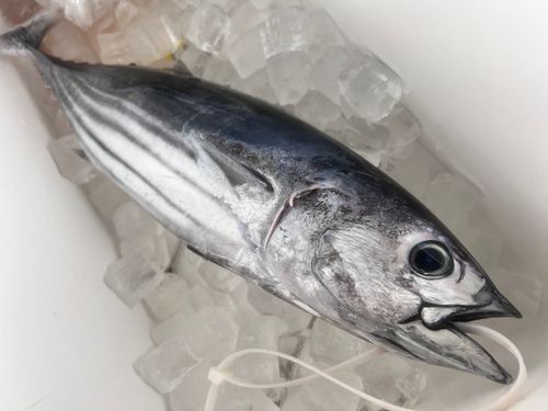 カツオの釣果