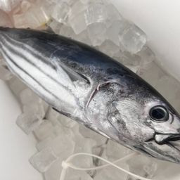 カツオ