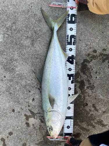 ワラサの釣果