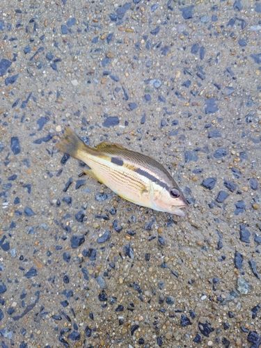 フエフキダイの釣果