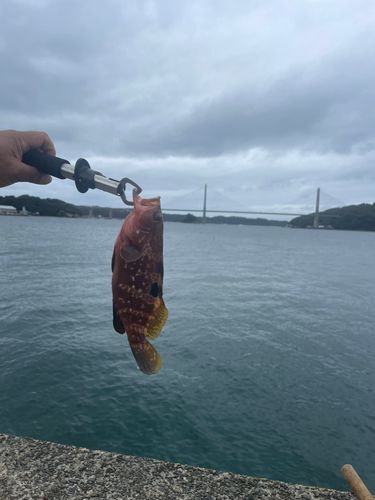 オオモンハタの釣果