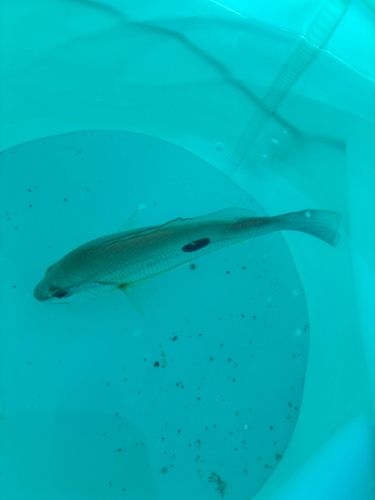 ニセクロホシフエダイの釣果