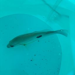 ニセクロホシフエダイ