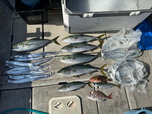 メジロの釣果