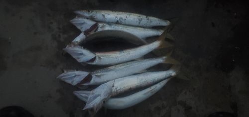 カマスの釣果