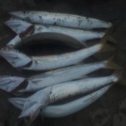 カマス