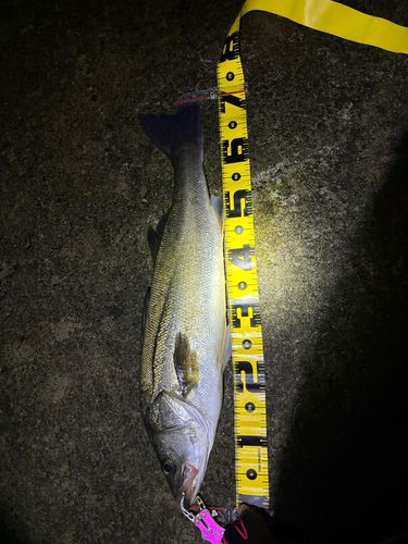 スズキの釣果