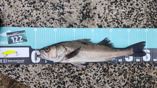 シーバスの釣果