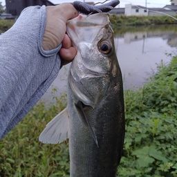 シーバス