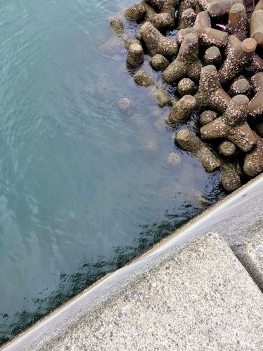 クロメバルの釣果