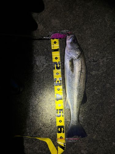 スズキの釣果