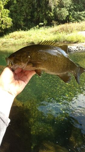 スモールマウスバスの釣果