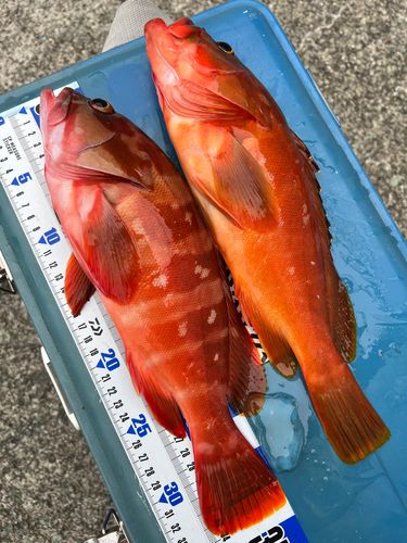 アカハタの釣果