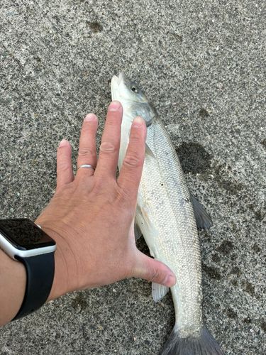ウグイの釣果