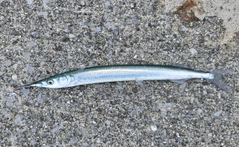 サヨリの釣果